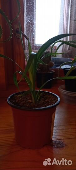 Хлорофитум