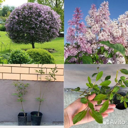 Растения для сада