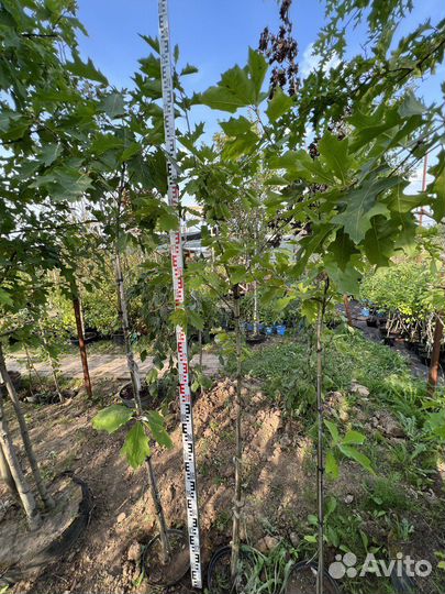 Дуб Красный