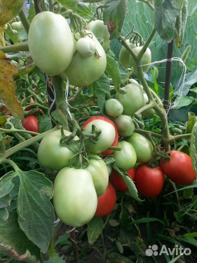 Рассада томатов,свежие огурцы, перец,баклажан