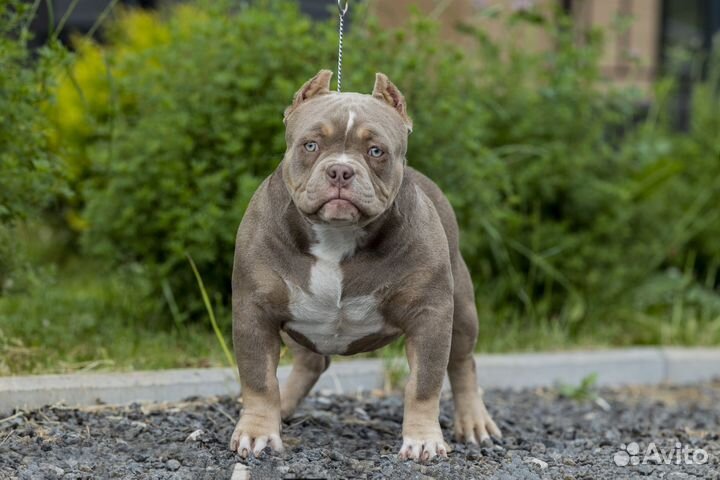 Американский булли