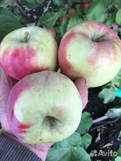 Яблоня осенний сорт