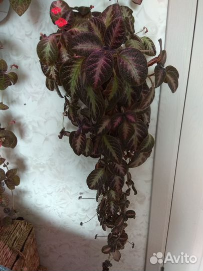 Комнатные цветы