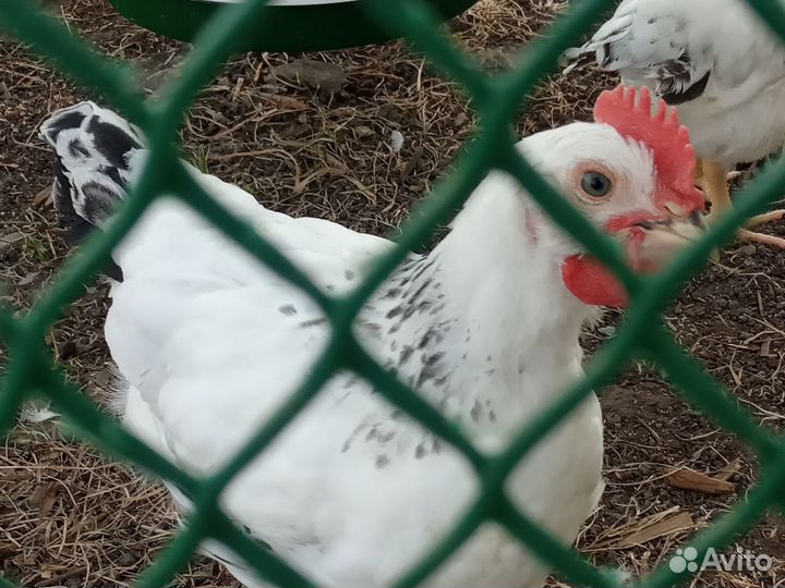 Петушки Адлерской Серебристой