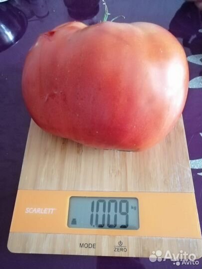 Семена редких крупноплодных томатов