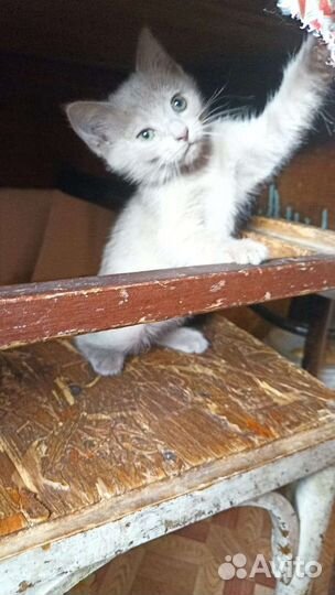 Игривые котята ищут дом