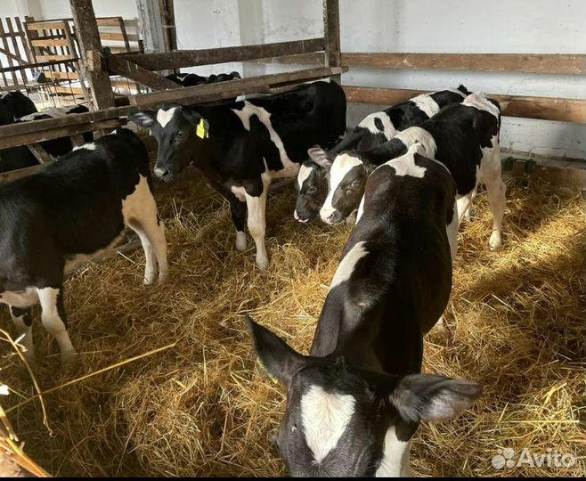 Холмогоры Голштины Бычки Тёлки