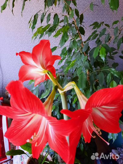 Лилия гиппеаструм