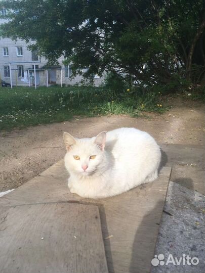 Два породных белых Он и Она на грани выживания