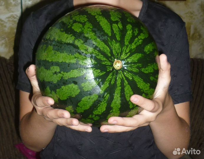 Отдам бесплатно перегной.Много