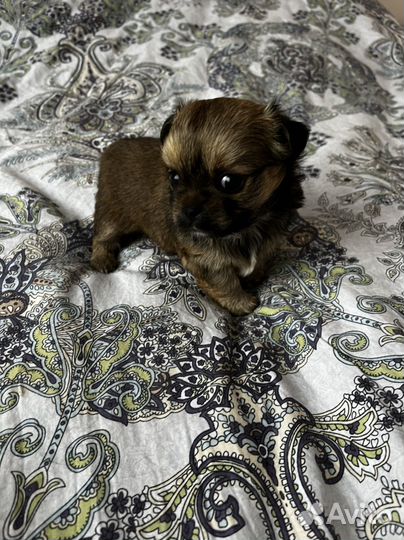 Щенки чихуахуа