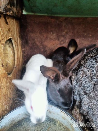Продам крольчат