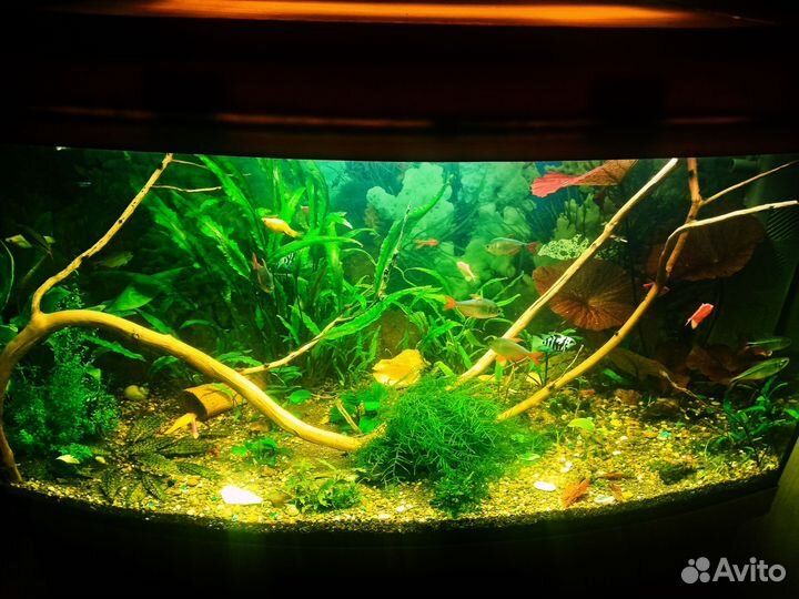 Аквариумные растения