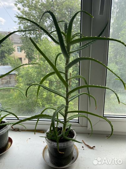 Алоэ столетник