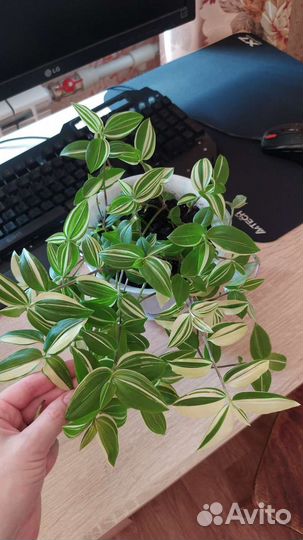 Традесканция