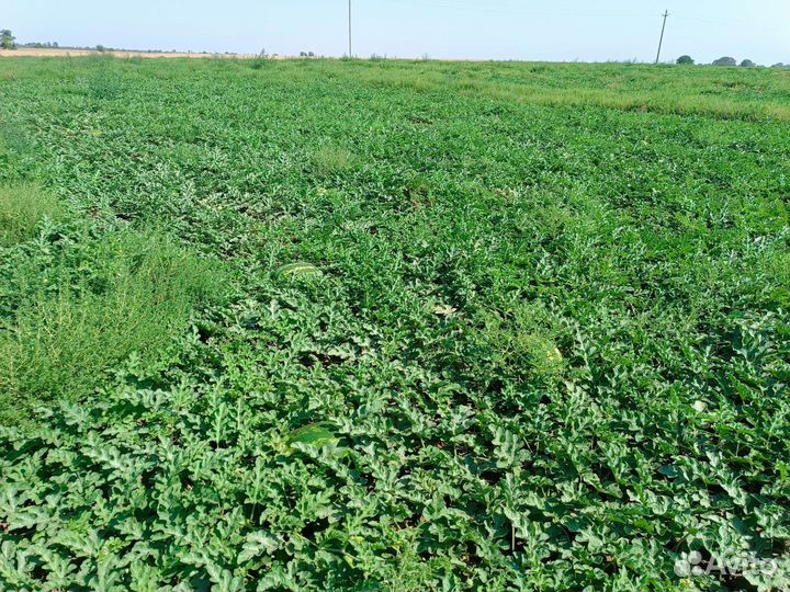 Арбуз Каристан