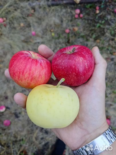 Яблоки