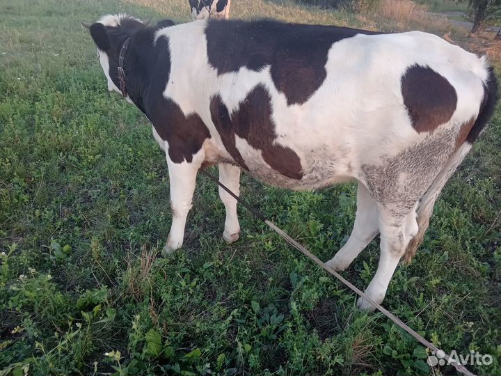 Продам Телочку