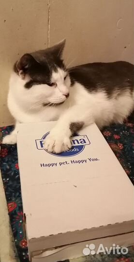 Черно-белый метис