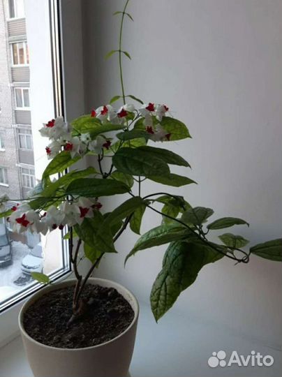 Клеродендрум Томпсон