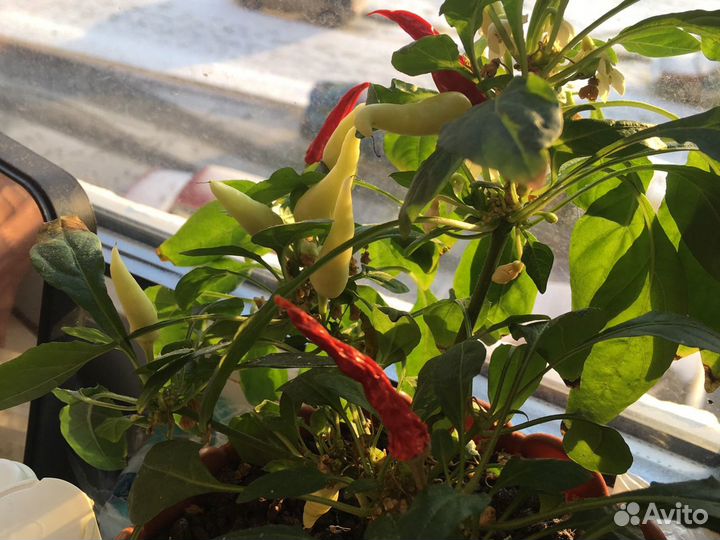 Острый перец огонек