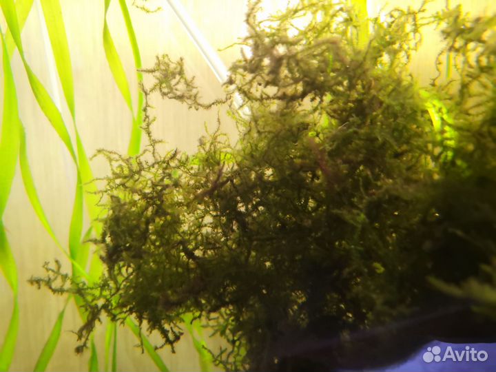 Мох аквариумный