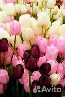 Тюльпаны оптом. Предзаказ на 2024 год