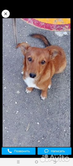 Щенок в добрые руки