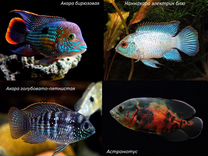 Рыбки аквариумные Цихлиды 70 видов
