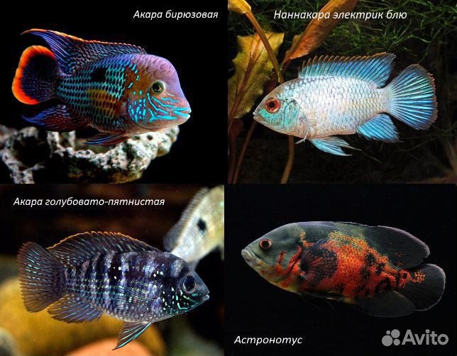 Рыбки аквариумные Цихлиды 70 видов