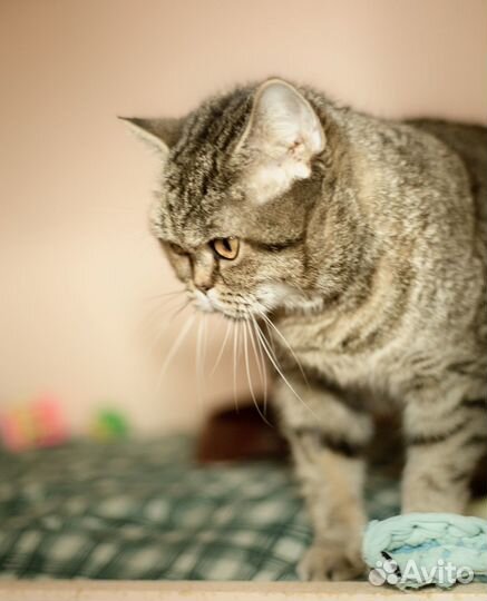 Нютта ждёт свою семью в приюте