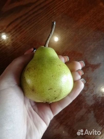 Саженцы крупноплодной груши