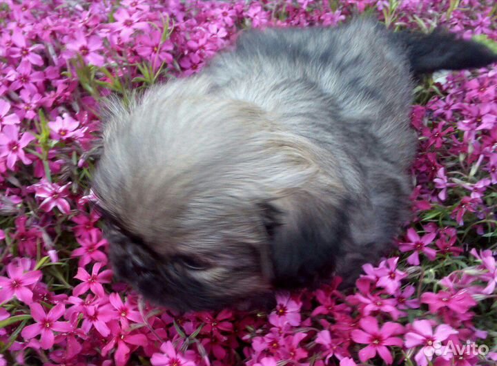 Флокс шиловидный