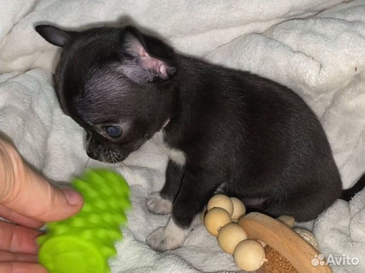 Чихуахуа мини