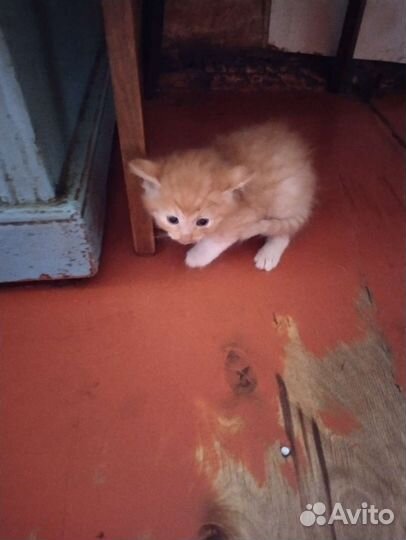 Милые котятки