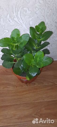 Каланхоэ лечебное