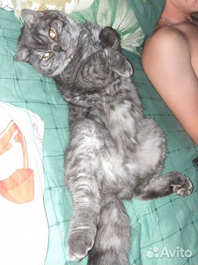 Шотландский прямоухий котик на вязку