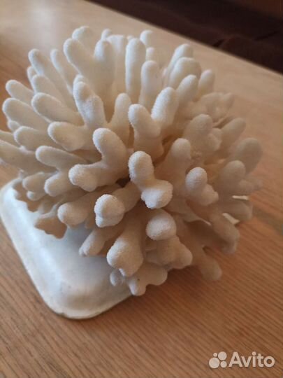 Натуральный коралл
