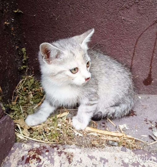 Кошечка в добрые руки