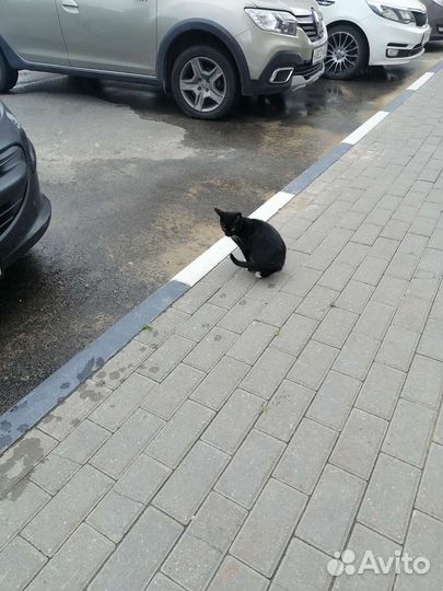 Котенок в добрые руки