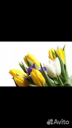 Тюльпаны ирисы свежие