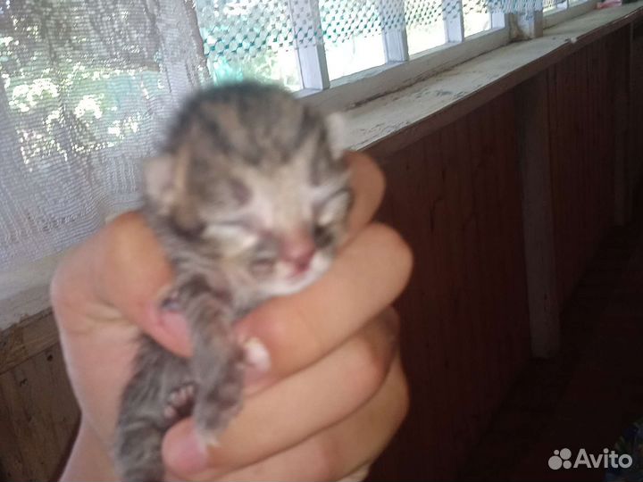Отдам котят
