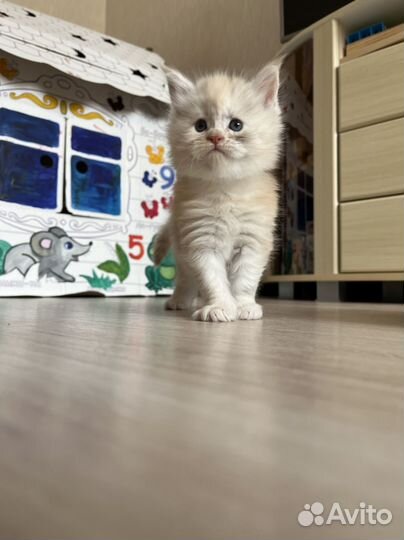 Кошки мейн-кун