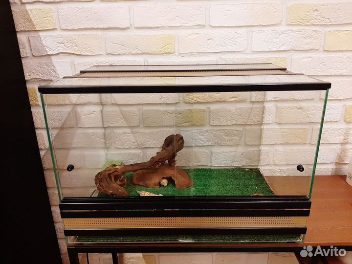 Семья эублифаров