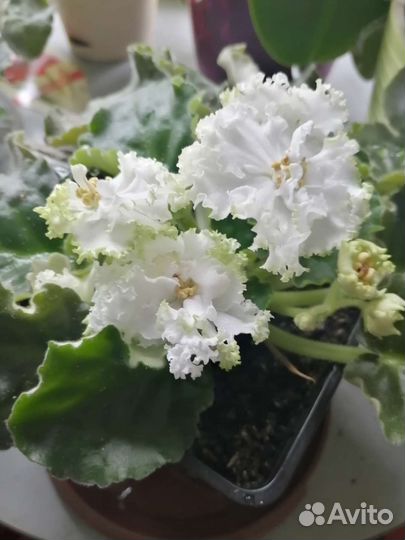 Продам фиалки