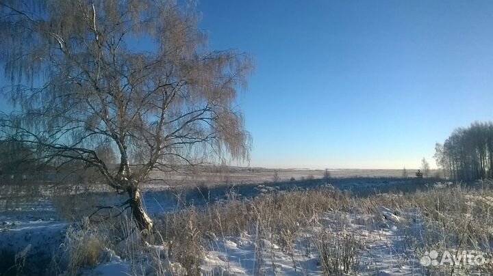 Чага берёзовая,50 г