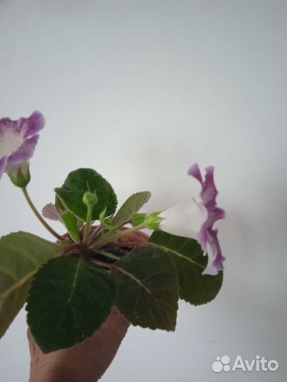 Глоксиния цветущая