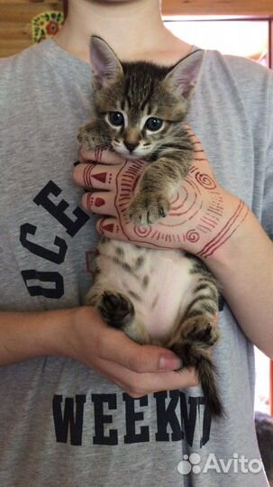 Котята в добрые руки даром