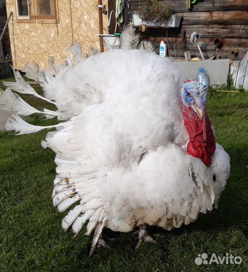 Индюшата и инк. яйцо тяжелых и средних кроссов