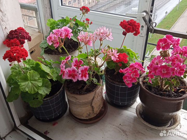 Пеларгония герань. Хлорофитум